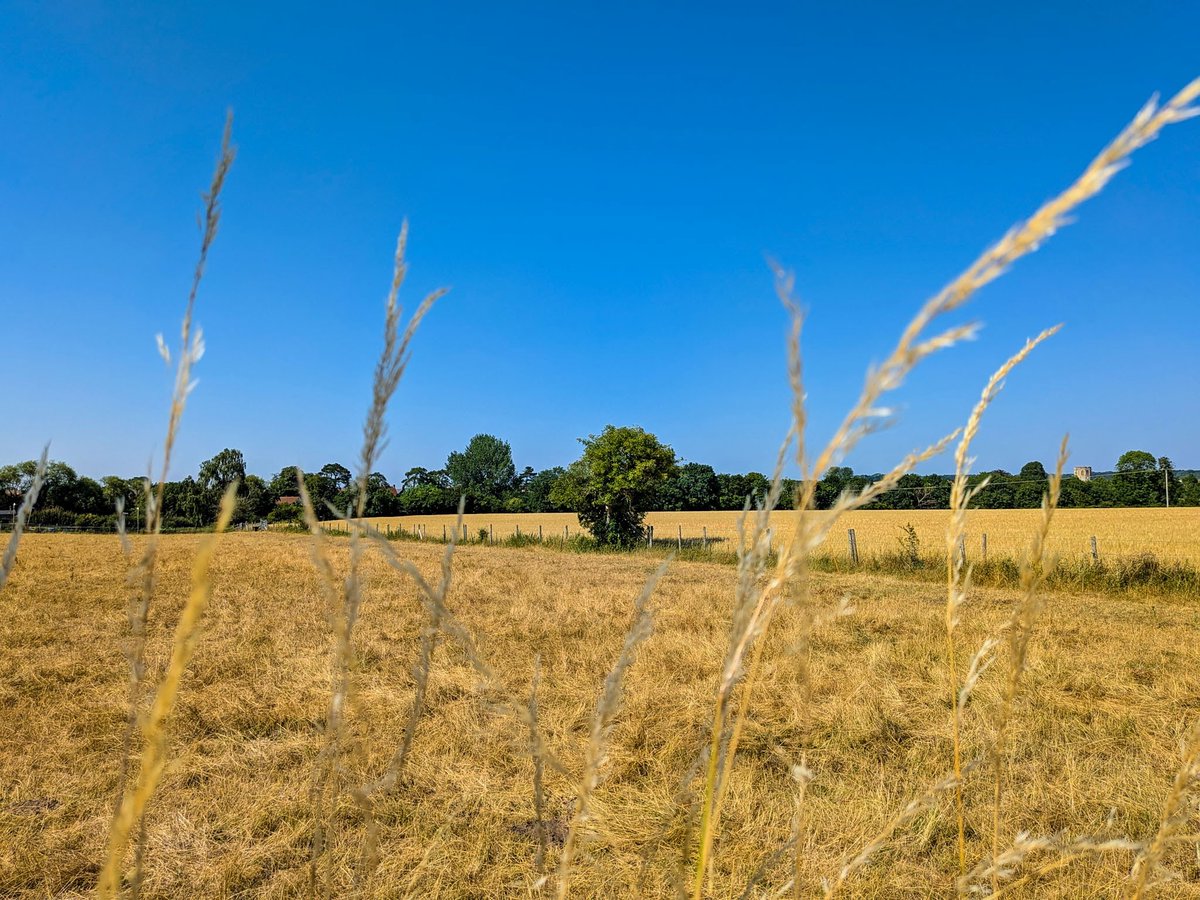 glynn_adams's tweet photo. Day 4 of this heatwave here in #somerset 
Max temps at Yeovilton so far this week - 
Sun 26.6c
Mon 29.9c 
Tue 27.8c 
&amp; today has reached around 31c. 
30c+ likely to continue until at least next Monday with 35c possible this Friday for Somerset. 
Cloudless blue sky today ☀️ https://t.co/OhzqWsVYFf