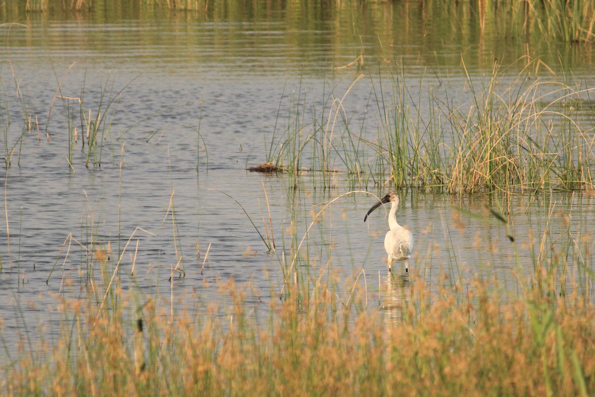 joselucky41's tweet photo. Today's Photo Challenge: LARGE BIRDS
Quote it or Share it ๐
1) Painted stork
2) Black headed ibis
3) Spoonbills
4) Flamingo
#PhotoChallenge #LargeBirds #BirdPhotography #naturephotography #wildlifephotography #BirdsOfIndia
#theme_pic_India_birds
@IndiAves https://t.co/5gtAYM686Z