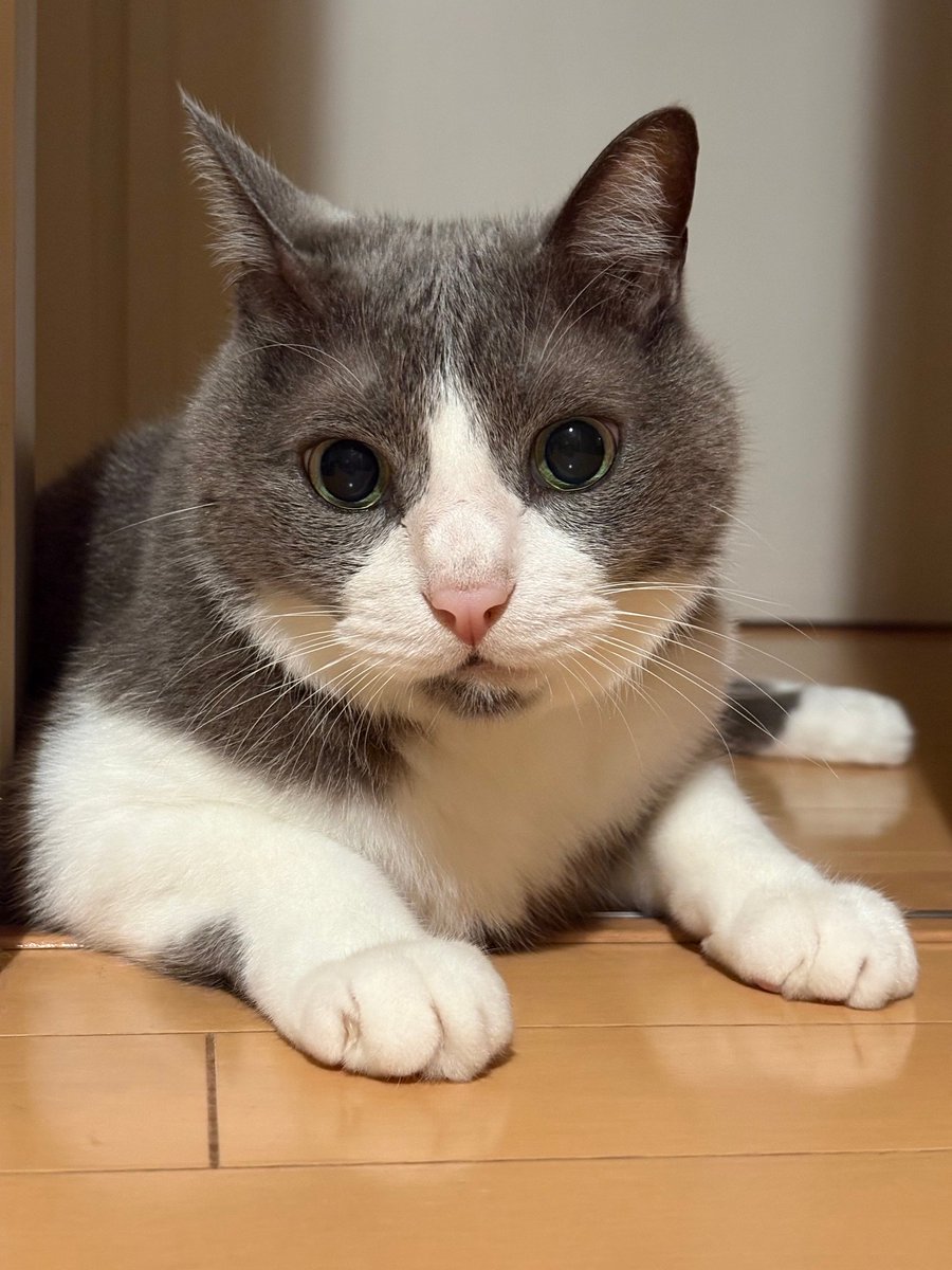 0418mel's tweet photo. かわいいイケにゃんがいるよ https://t.co/3ShJv9jVrh