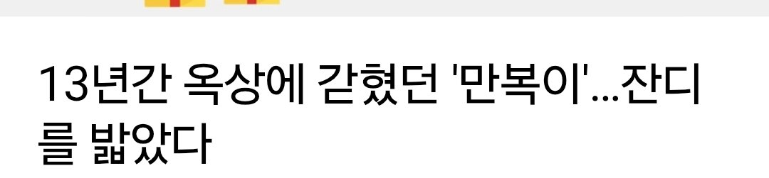 yeditor_i's tweet photo. 13년 동안 옥상에서만 살았던 개가
처음으로 잔디를 밟았다고 한다.

이 글을 보는데 마음이 너무 먹먹했다.

13년.
사람으로 치면 긴 인생이다.

그 시간 동안
뜨거운 여름도, 비도, 눈도, 칼바람도
좁은 옥상에서 견뎌야 했다.

친구도 없고, 산책도 없고,
따뜻하게 안아주는 사람도 없었다.

그런데 구조된 뒤
처음으로 흙을 밟고,
잔디를 밟고,
냄새를 맡으며 천천히 걸었다고 한다.

그 장면이 왜 이렇게 마음이 아픈지 모르겠다.

동물은 말을 못 한다.

그래서 괜찮은 게 아니라,
아파도 참고, 외로워도 참고,
그저 견디는 것이다.

13년 동안 버틴 게 아니라
13년 동안 갇혀 있었던 삶이었다.

이름도 '만땅이'에서 '만복이'로 바뀌었다.

남은 삶만큼은 정말 이름처럼
만 가지 복을 누렸으면 좋겠다.

사람의 인성은
약한 존재를 어떻게 대하는지에서 가장 잘 드러난다고 생각한다.

동물을 가족처럼 사랑하지는 못하더라도,
최소한 평생 고통 속에 방치하는 일만큼은
절대 없어졌으면 좋겠다.

만복아,
남은 시간만큼은
이제 행복한 기억만 가득했으면 좋겠다.