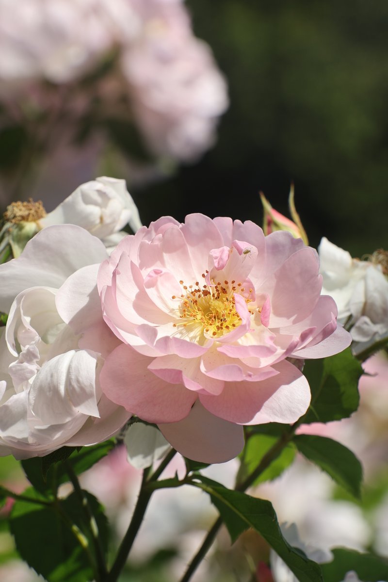 Jackson7lll's tweet photo. Rose  🌹 
 #Photography #Rose #Flowers
Belgium "Mitch McConnell" World Cup Platner #lovescapeai Argentina https://t.co/EKGK3l4ILm