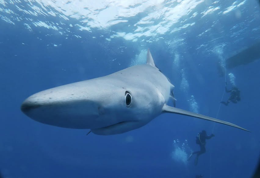 PortugalDive's tweet photo. Dive with the Blue Sharks in Faial
There’s nothing beneath you but blue. Then a shadow appears. One graceful pass is all it takes to realize this is a dive you’ll never forget.
Remember: We worry, You dive!
@sepediving @abyssdivecenter @FrogmanMorrocoy @NAUIWorldwide https://t.co/fkPrgpvXdd