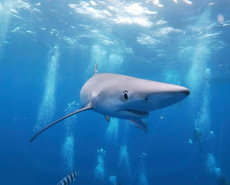 PortugalDive's tweet photo. Dive with the Blue Sharks in Faial
There’s nothing beneath you but blue. Then a shadow appears. One graceful pass is all it takes to realize this is a dive you’ll never forget.
Remember: We worry, You dive!
@sepediving @abyssdivecenter @FrogmanMorrocoy @NAUIWorldwide https://t.co/fkPrgpvXdd
