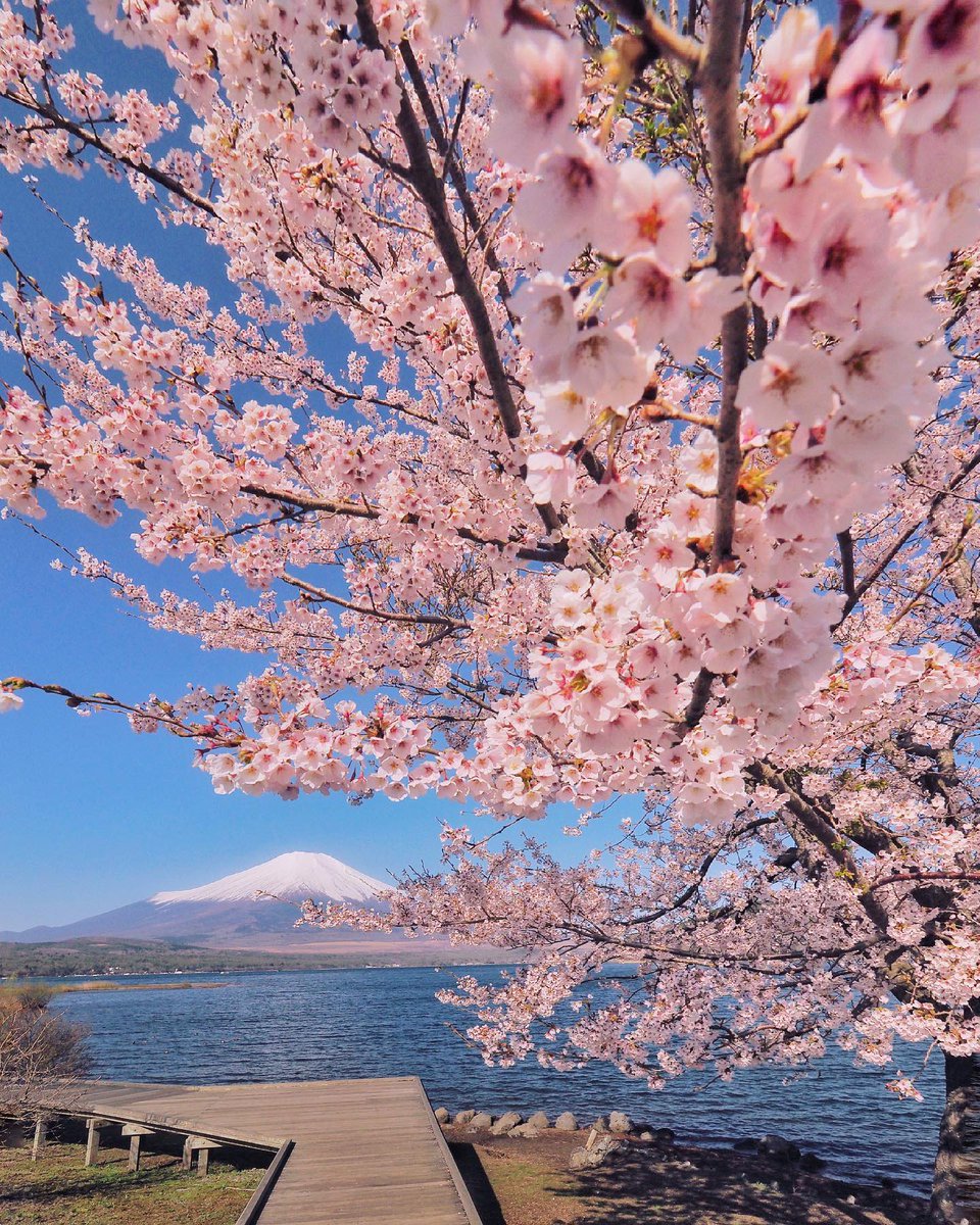 JeanetteEliz's tweet photo. Hello Everyone! 🩷 Have a beautiful day 💞🌸💕 https://t.co/hKFXV10qnh