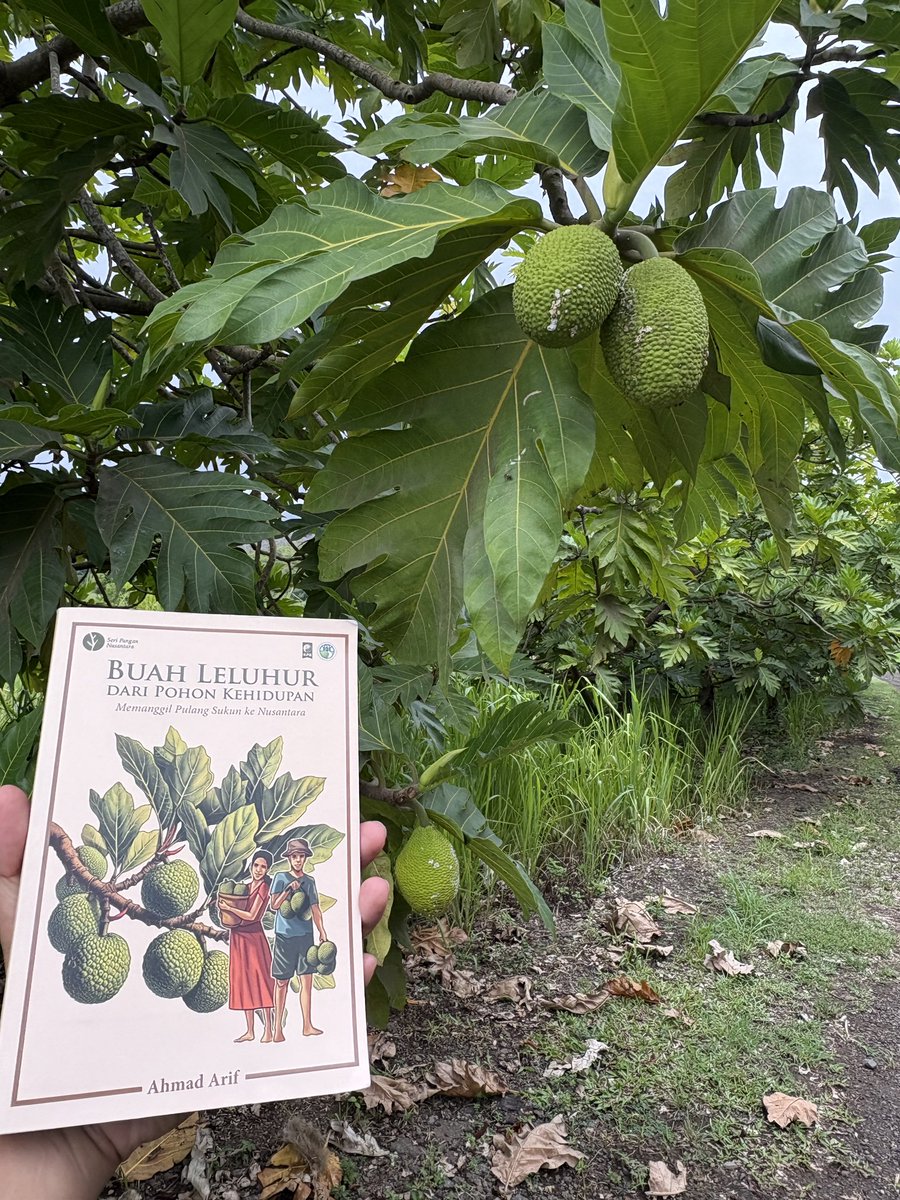 aik_arif's tweet photo. Menulis buku ttg sukun ini tahun lalu, sebenarnya agak kurang sreg dg istilah "superfood", karena jadinya bahan pangan lain seolah "junk food". Padahal, junk food biasanya lebih ke prosesnya, seperti UPF itu. 

Tapi bener bahwa sukun memang kaya nutrisi, setidaknya untuk karbohidrat dia lebih baik dari beras untuk beberapa hal: indeks glikemiks lebih rendah, serat tinggi, kaya mikronutrien dll. Dan keunggulan sukun, selain produktivitas tinggi juga dia termasuk tanaman perennial yg bisa tumbuh puluhan tahun, nyaris tanpa perlu input pertanian--dan tahan iklim panas sehingga relevan dg perubahan iklim. 

Lebih penting lagi, sukun ini bukan hanya endemik Indonesia, tp juga proses domistifikasinya dari kluwih (breadnut) hingga jadi tanpa biji (breadfruit) dilakukan leluhur kita di Maluku  dan Papua, sebelum dibawa hingga Pasifik dan Indonesia bagian barat. 

Intinya sih, makan yg baik itu yg beragam dan berseling, karena tidak ada satu sumber pangan yg bisa memenuhi seluruh kebutuhan tubuh kita.  Dan sukun, seharusnya bisa jadi salah satu sumber pangan lokal alternatif agar kita tidak hanya tergantung pada beras, apalagi gandum impor. 

Boleh deh promo utk baca lebih lanjut: 
https://t.co/C3DHdKewRG