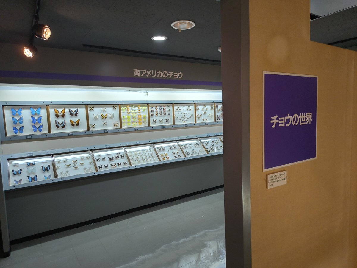 yysskkgg's tweet photo. 江別市郷土資料館

江別式土器の全型式解説

木製戦闘機設計図、蝶々標本もあり https://t.co/fOEq0gbgzL