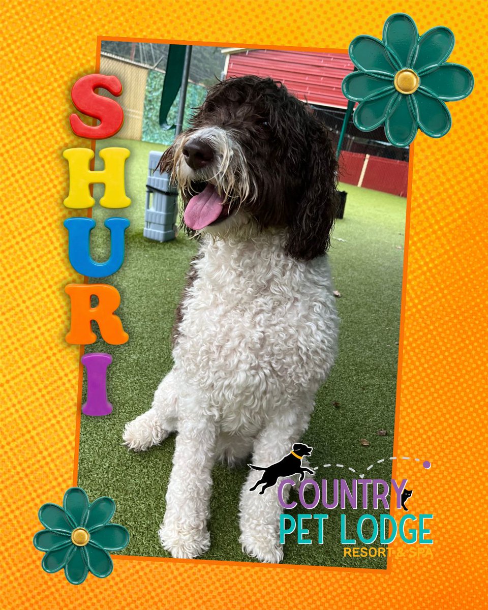 CountryPetLodge's tweet photo. Shuri's Wednesday adventures at Country Pet Lodge: all about fun, play, and furry good times! πΆ
Celebrate Philly Favorites 2026 GOLD Daycare & Grooming with us!
#LabradoodleLife #HappyDogs #DogsOfX https://t.co/ziYgkqnlr0