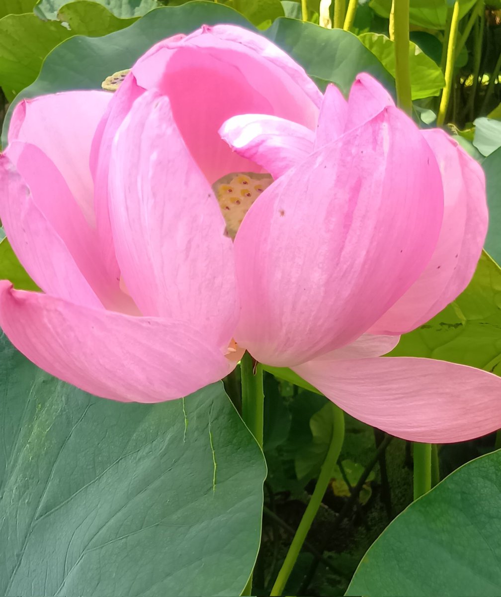 Pooh_miya's tweet photo. W杯視て仮眠で取って朝出掛ける
本日は #蓮の花 です
#難波田城公園 に #蓮池 が有るとの事
今日は曇り空で陽射しも和らぐと出たのに着いたら⋯カンカン照りやん
厳重装備で出陣したら見た事無い光景が広がってた1m以上の高さの有る蓮が茂ってた行田蓮と言う種らしい
正に尊い https://t.co/Cj43GpSY5c