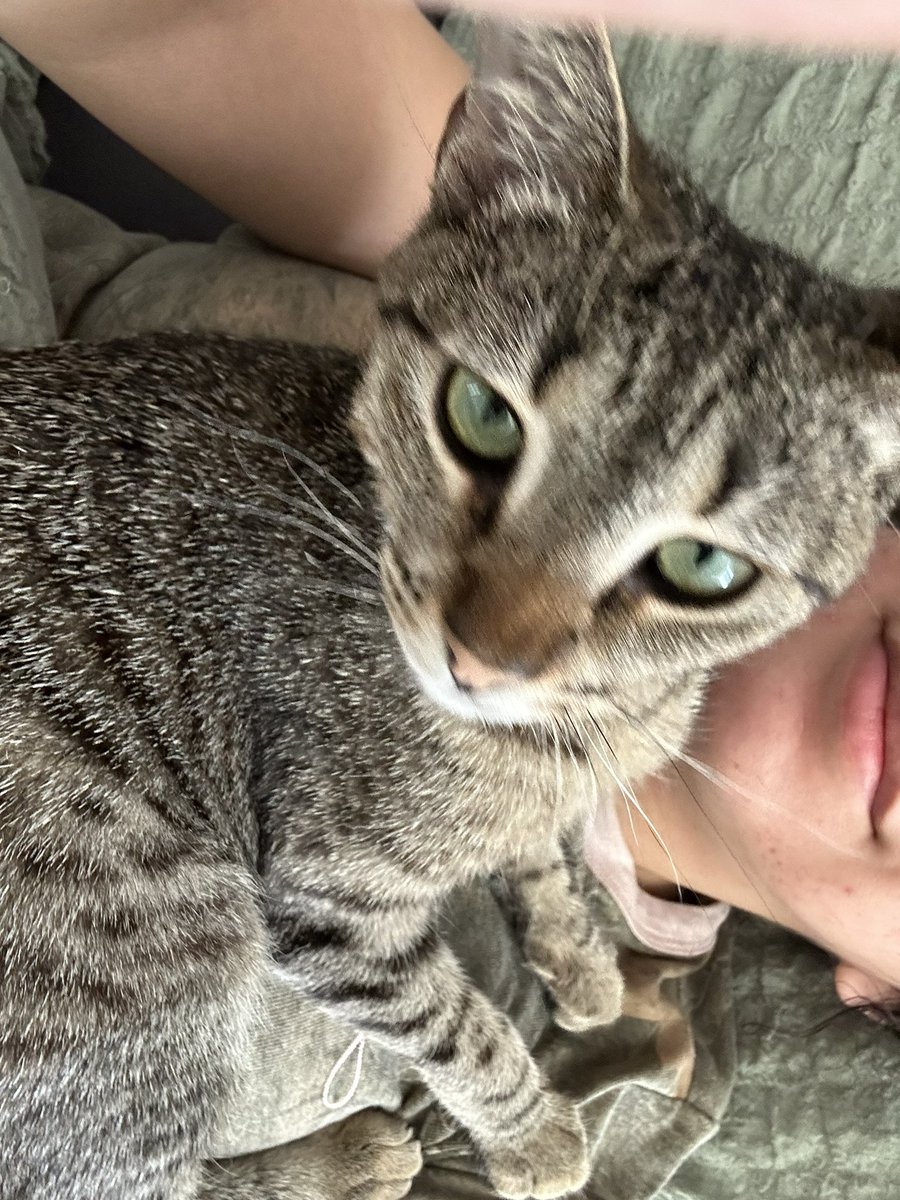 _belady's tweet photo. the last thing i expected to ever happen this week was losing my cat. i woke up expecting it to be fake and seeing her sleeping by our feet and running to us once she realized we were up. life was not fair to her. https://t.co/PrUsD6ctyI