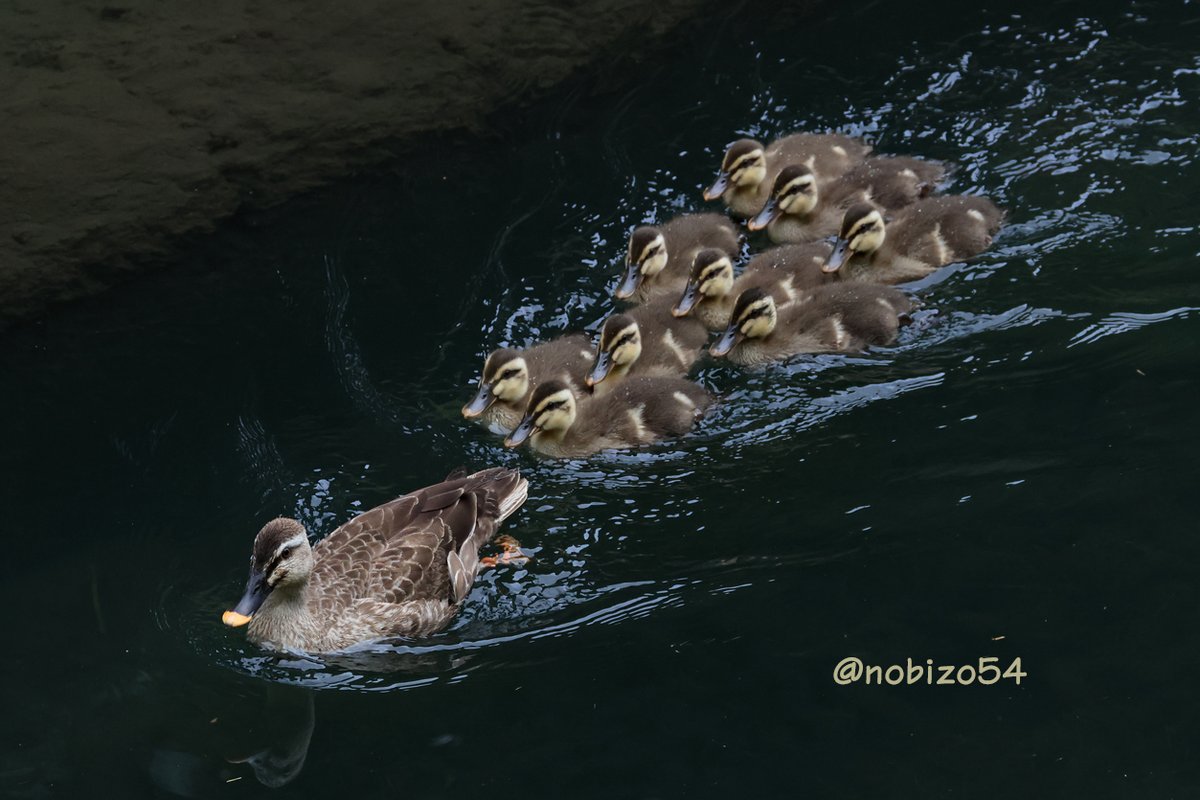 nobizo54's tweet photo. カルガモの親子🦆 https://t.co/zJg5SuzCQW