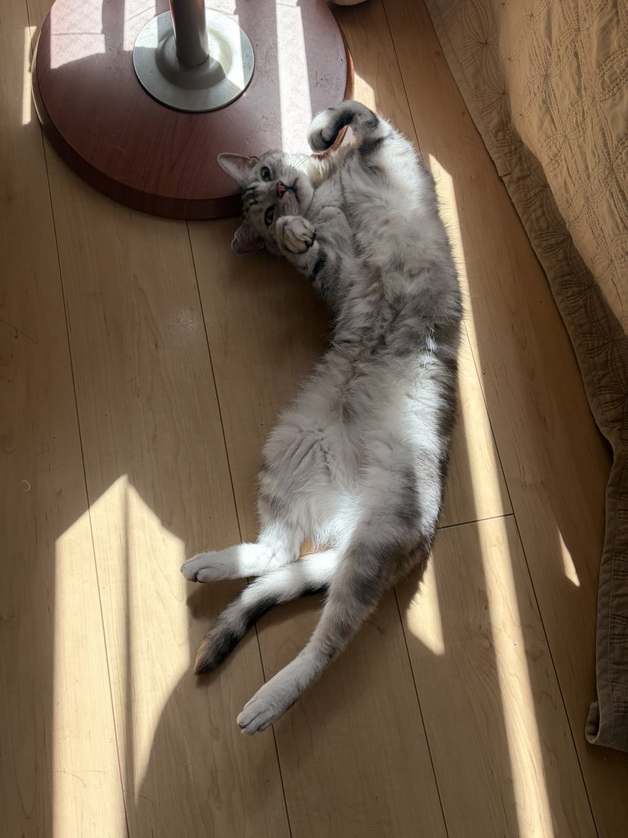 5cats_'s tweet photo. 白いお腹 https://t.co/ExGvvELP70