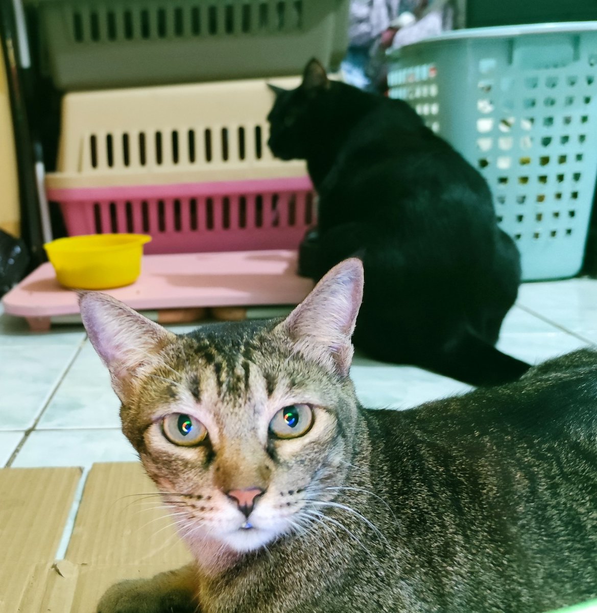 geepjny's tweet photo. Partners in crime https://t.co/2sOtL1qp7v