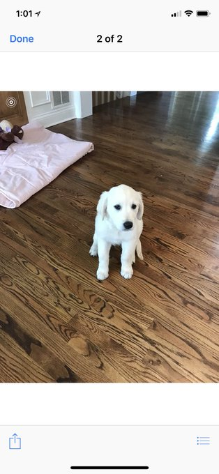 SaxOnchain's tweet photo. CMO of robinhood spam posts his dog, all other dogs  ike brodie are at 1m already Name is Khali 
proof below https://t.co/vIX4fRZyFg https://t.co/ArzuWAAHDM