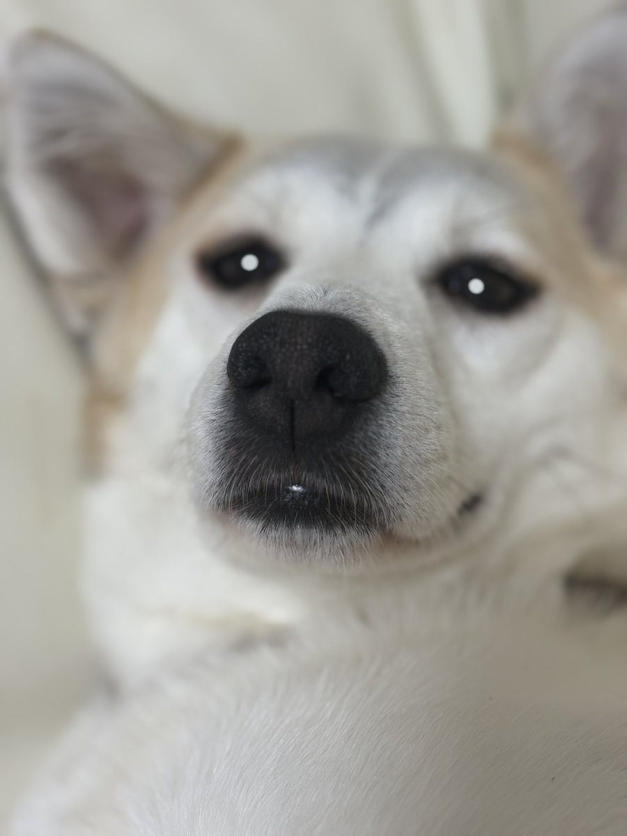 netuki_cy's tweet photo. 🐶 https://t.co/ZJrTWHsLui