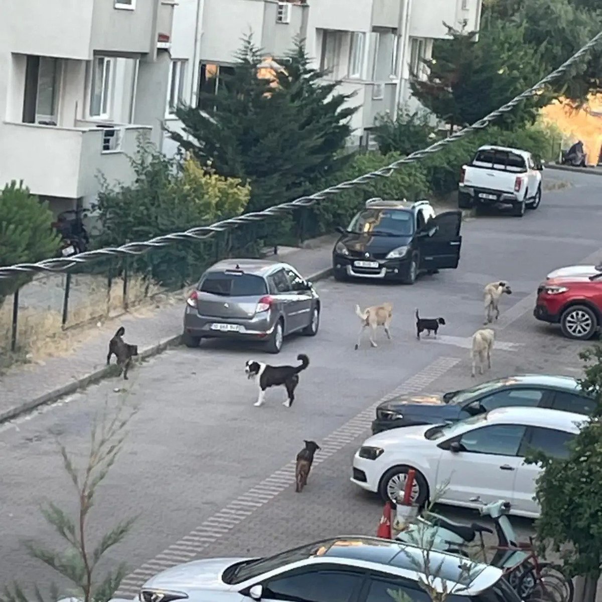 GusoderX's tweet photo. 🔴 | Burası Balıkesir Gönen'de bir sokak!

Kanun değişikliğinin üzerinden 2 yıl geçmesine rağmen başıboş köpeklerin hala toplanmamış olmasının makul hiçbir açıklaması yoktur.

Vatandaşların can güvenliği için her türlü tedbir alınmalı ve derhal uygulanmalıdır. Can güvenliği talepleri hiçbir gerekçe ile görmezden gelinemez, kanunlar çiğnenemez!

5199 sayılı Kanun'un 6. maddesi gereği başıboş köpeklerin en hızlı şekilde toplanması zorunludur. Bu zorunluluk kanunun yayımı ile birlikte yürürlüğe girmiştir. Kanun hükümlerini yerine getirmeyen Gönen Belediyesi hakkında adli ve idari işlem yapılması gerekir.

@bldgonen I @TC_Balikesir I @mustafaciftcitr