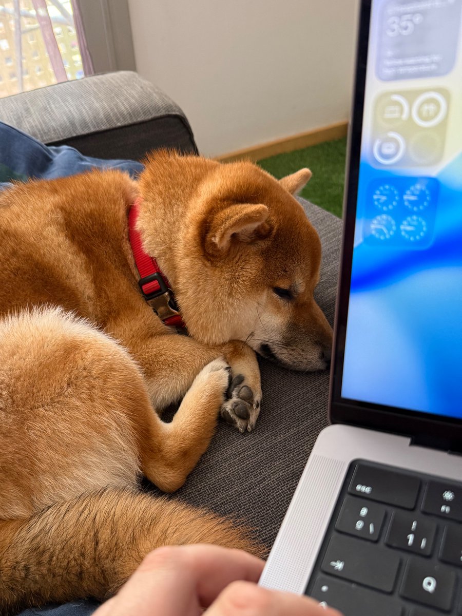 lean84's tweet photo. Modo vacaciones en casa activado 🔛. Tranquilo en casa con el aire acondicionado a tope mientras Shinji me enseña cómo se descansa de verdad. 🧊🐾
#ShibaInu https://t.co/LAof9TZ6fx