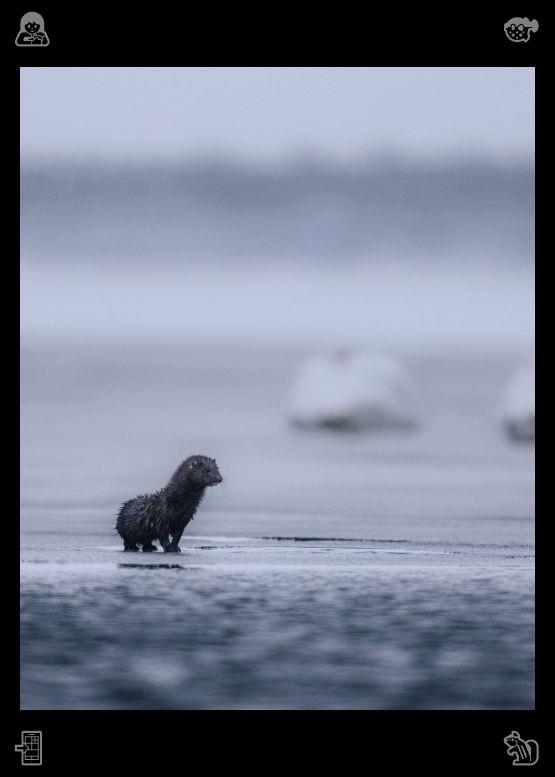 sr_tsuruta's tweet photo. Elara felt a long-lost sense of warmth, appreciation, and understanding spreading through her chest. "Thank you," she whispered. "I've always been somewhat quiet and observant. Photography allows me to share my perspective without having to speak constantly, and it gives me t https://t.co/WkR9yokSN8