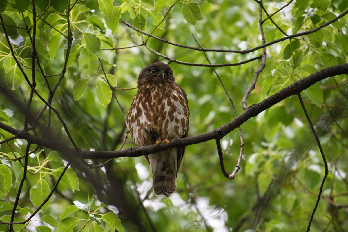 今年もアオバズク来る❢ 2024.6.2 1年ぶりのアオバズク。昼間は眠いのよ〜、という表情です。 #鳥見