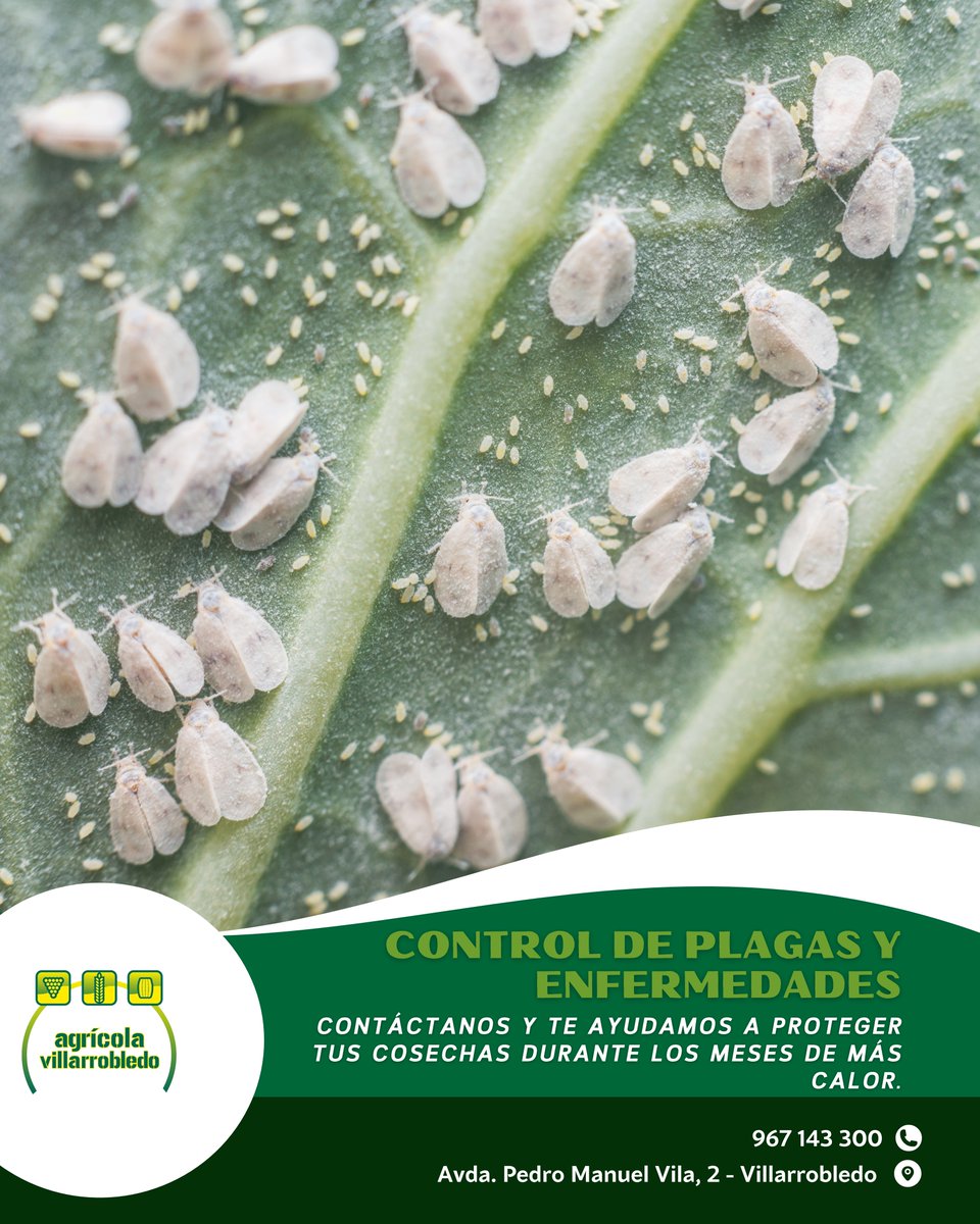 agricolavdo's tweet photo. Con el calor, las plagas pueden avanzar más rápido de lo que parece. 🌿🐛
No esperes a ver el daño: actúa antes.

📍 Av. Pedro Manuel Vila, 2, 02600 Villarrobledo, Albacete
📞 Llámanos: 967 14 33 00
#Agricultura #ControlDePlagas #Cultivos #CampoEspañol #Villarrobledo https://t.co/0zFKhqZncm