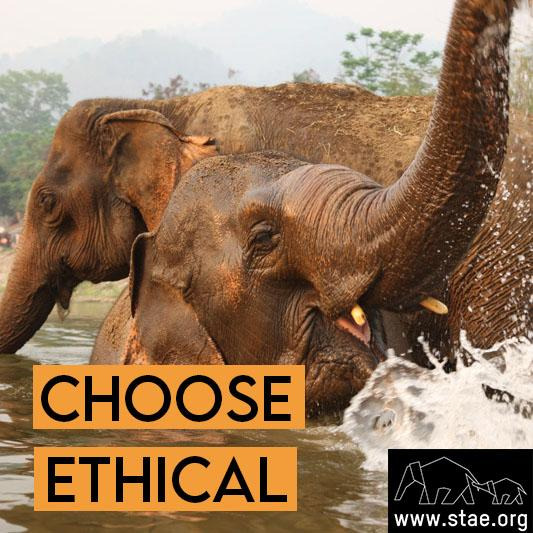 stae_elephants's tweet photo. Never visit unethical venues where animals are beaten and abused for entertainment. Make sure to choose ethical venues only! https://t.co/Ln1oybtuK5