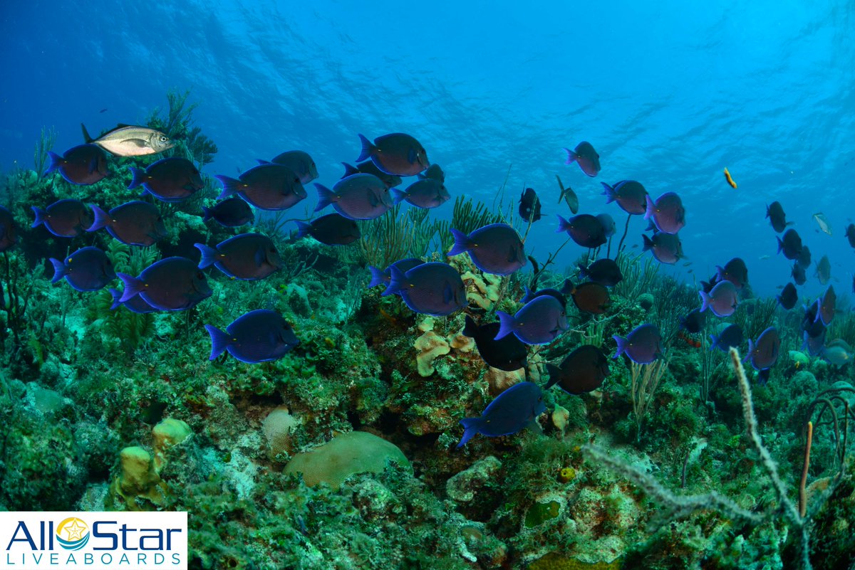 DiveASL tweet picture