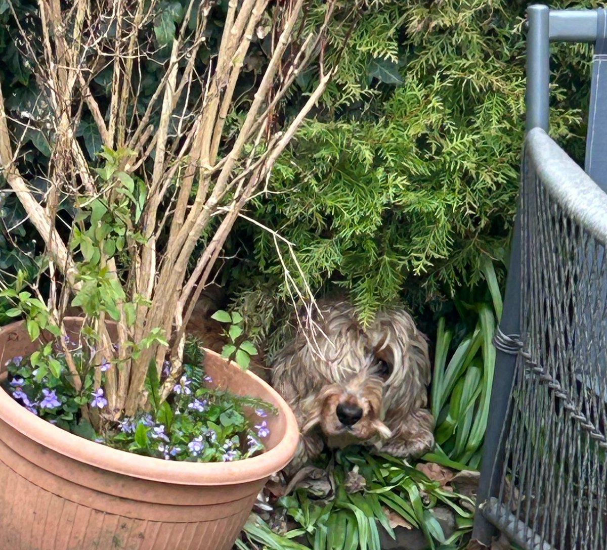 KayPrescott's tweet photo. @1rorycowan God love them, here is my dog in her favourite spot in the garden hedge🤷‍♀️ https://t.co/c60FpY9Jes