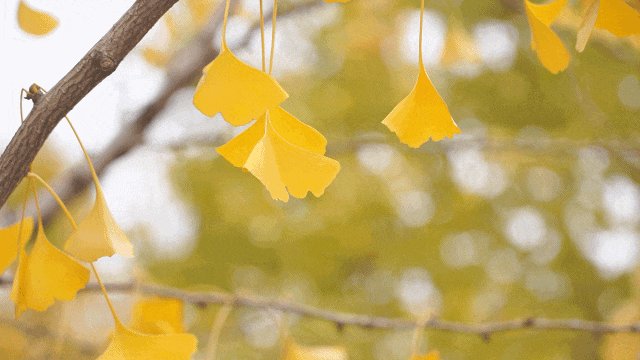 NdivhuwoNdibu's tweet photo. Cool breeze, golden leaves, and that crisp autumn vibe https://t.co/66rB5FFaoh