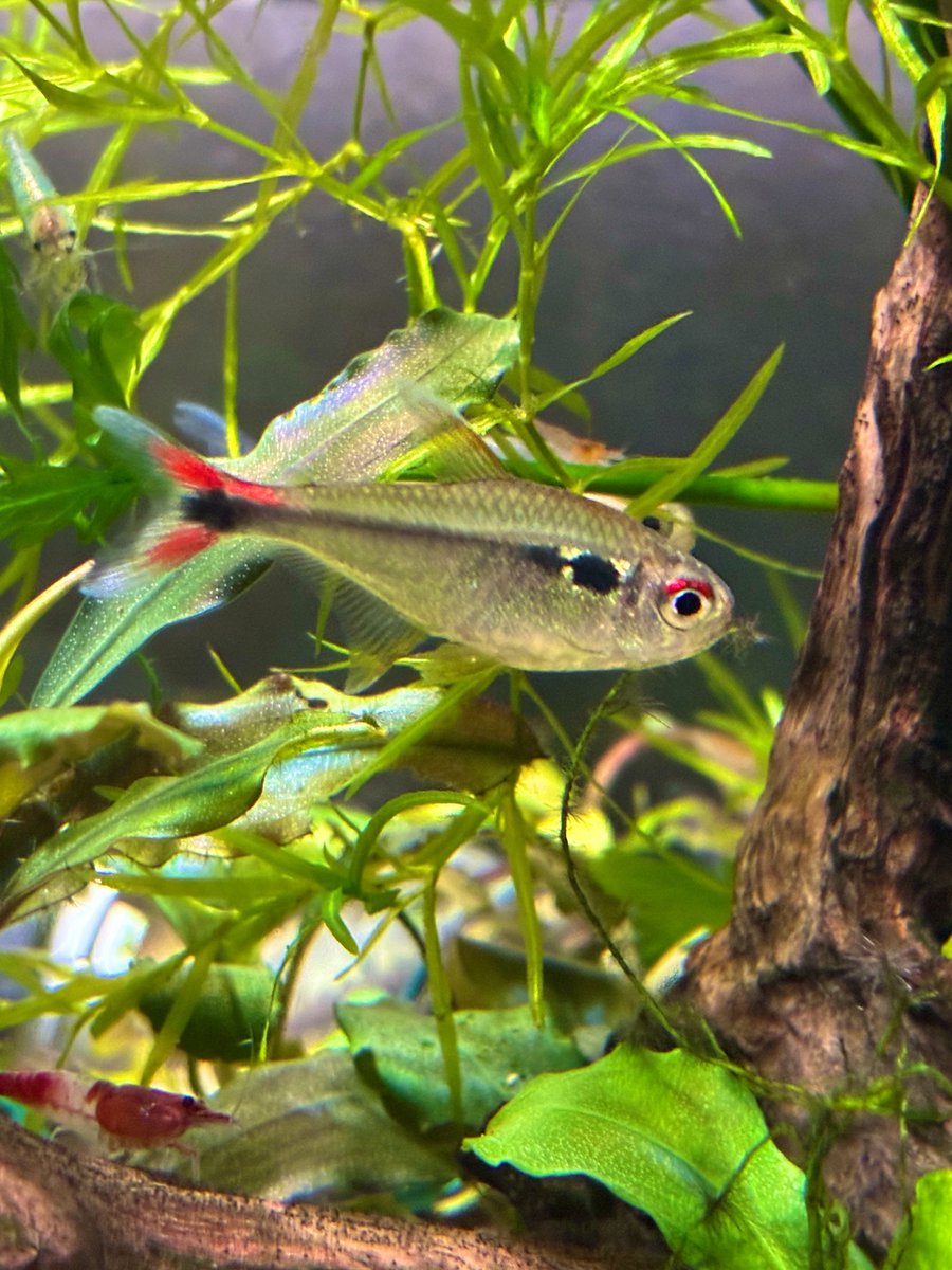 dwoooB's tweet photo. ファイアーテールホタルテトラ
名前の通りの珍カラ
このカラーリングが好きなんですよね🐟 https://t.co/LAURk9Lq3U