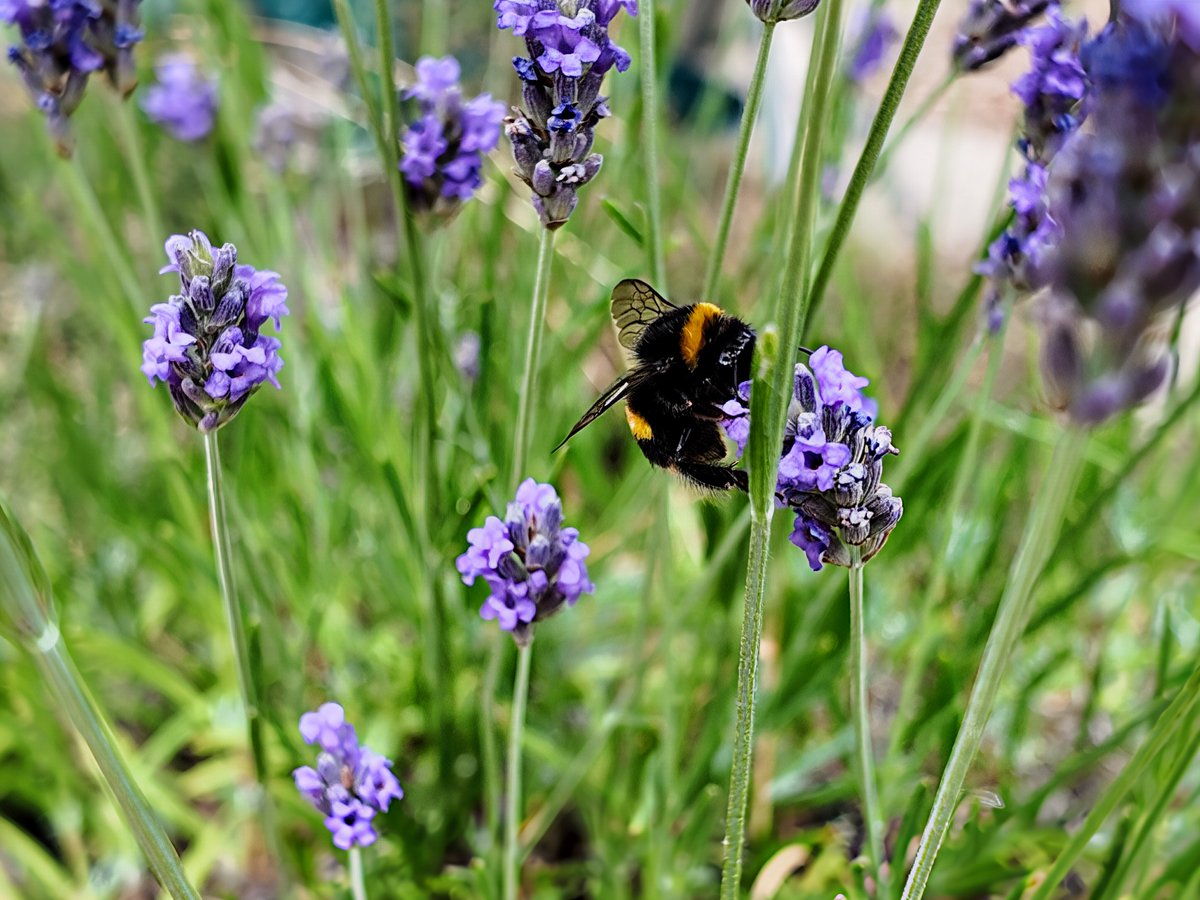 BownKeith's tweet photo. @kerriegosneyTV Bee on Lavender Sheffield. https://t.co/kizaxRS8pz