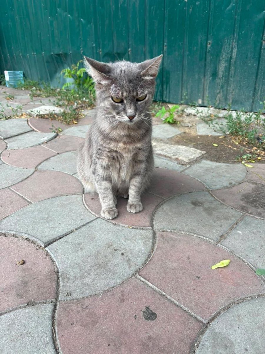 MBelyj2972's tweet photo. Одесса Заметили побитого котика/кошку, хромает примерно на углу Торговой/Новосельского, рядом Таврия, локацию отметили. Может быть кто-то сможет помочь 🙏
Прислали в инсте, контактов нет, человек проезжал мимо из другого района. https://t.co/ntF00uJFgt