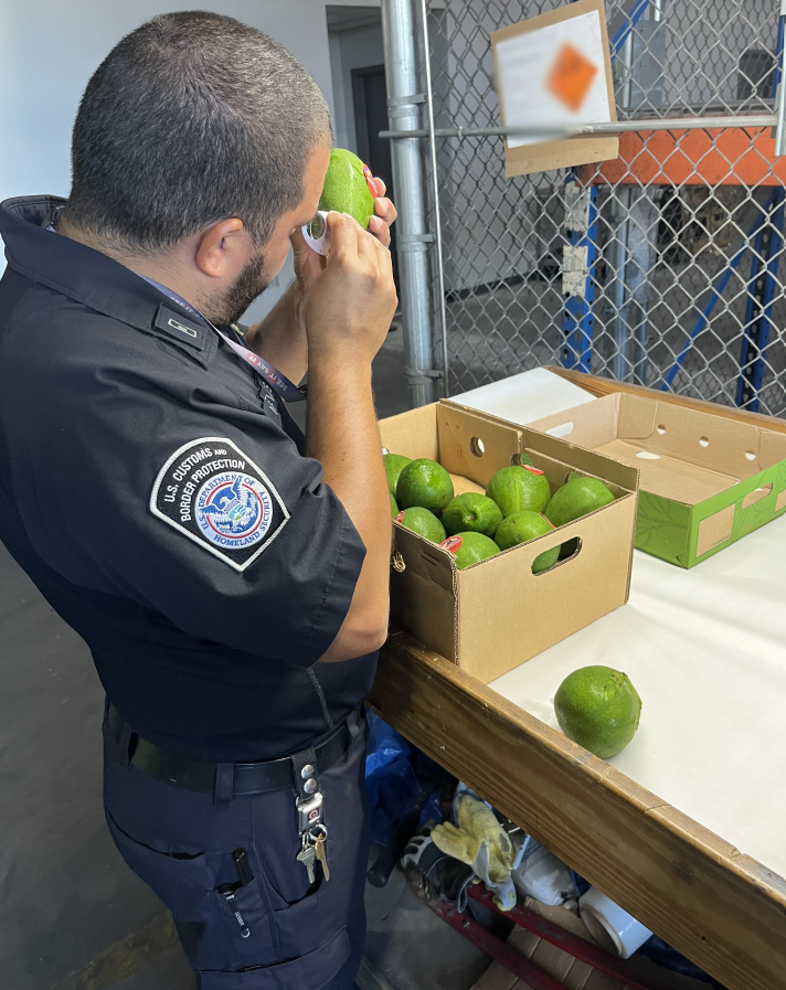DFOFlorida's tweet photo. POV: Your camera roll if you were a CBP agriculture specialist. 
In the past week, Florida CBP agriculture specialists intercepted 213 pests! CBP agriculture specialists keep invasive species and animal diseases out of American agriculture. #OFOProudus #POV https://t.co/prVXtyK7qG