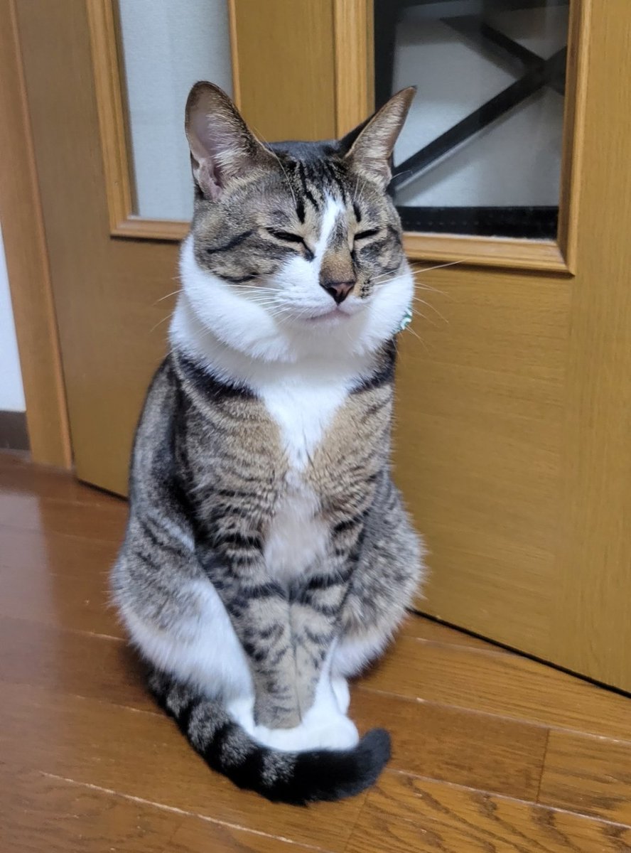 pochapocha0629's tweet photo. 【ぽちゃの14回目の月命日】

こんばんは🌙ぽちゃ兄です！

先日7月6日はぽちゃの月命日でした。
あまりにもバタバタで投稿が遅れてしまいすみません💦
しっかりお水とご飯をお供えしてぽちゃをお迎えしました✨

さて、梅雨も開け始め天気の良い日が戻ってきましたね🌞
写真のようにぽちゃもお外を眺めているのかな？

1枚目はとんでもないモフ毛のぽちゃです笑
どこからそのモフ毛が出てくるのかいまだに不思議です笑

そして
この場で言うことか悩みましたが、先日、体調が悪く入院をしてしまったとファンの方からコメントがありました。
ぽちゃの闘病中たくさんの応援を頂き、共に駆け抜けてきたのでとても心配な兄です。

皆様も日々、色々なことと闘っているんだなと思いました。
微力ではありますが この場を借りて皆様に元気玉を送らせて頂きます。

届け！！元気玉🟡🟡🟡！！  

健康第一にお過ごしください🍀