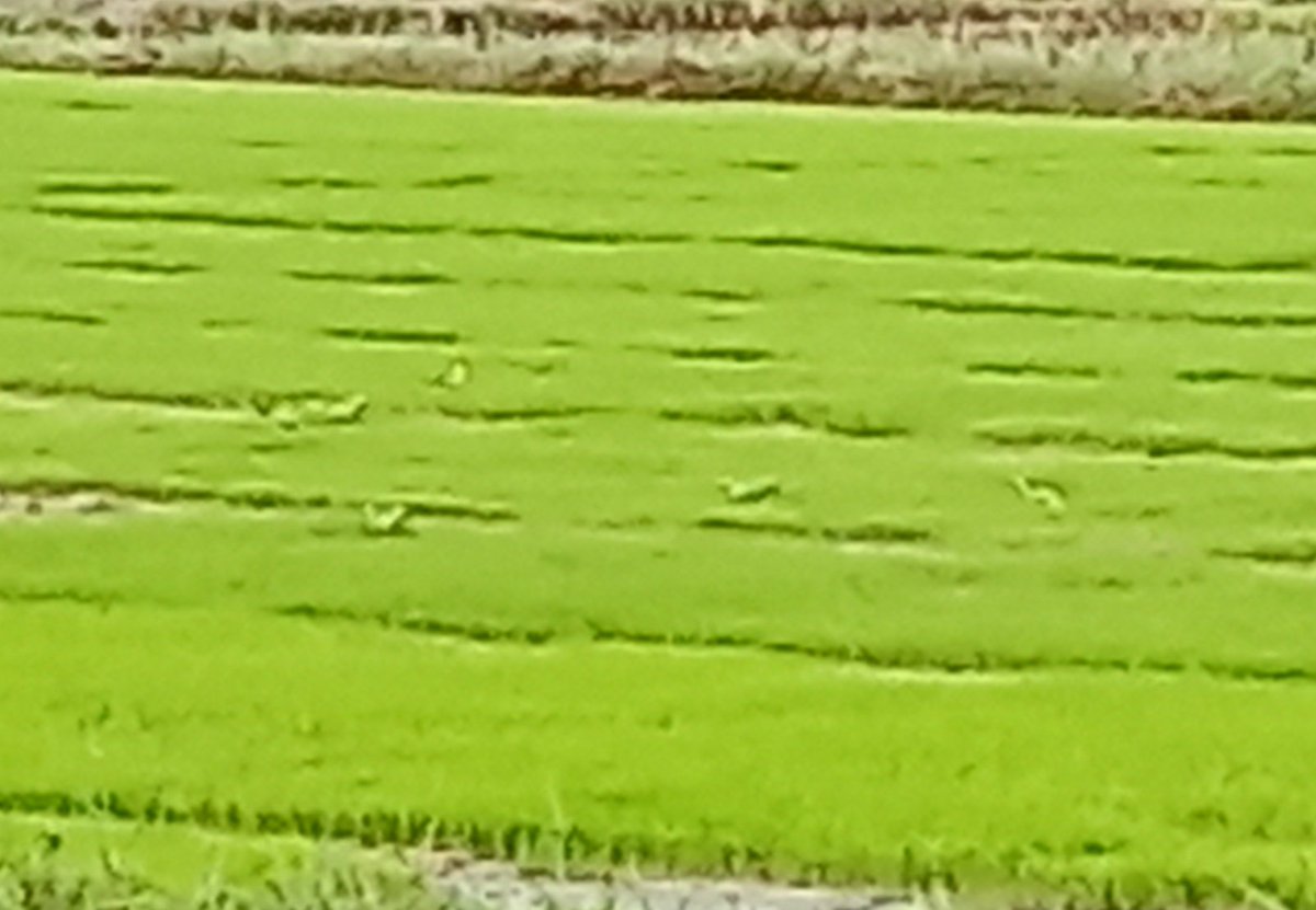J4G4P4DHEE's tweet photo. Wild parrot 
ଇଟିଙ୍ଗ ମାଇ ପାଲ୍ହା 😂 https://t.co/v8RRQCTI09