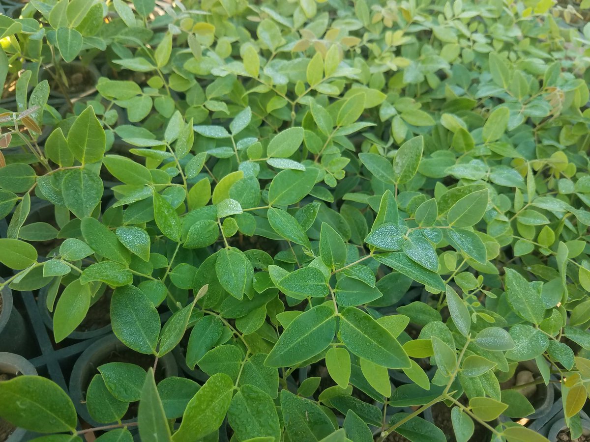 Agroforestal_VC's tweet photo. 🌱✨ En el #vivero Espinal las posturas esperan las lluvias 🌧️ para ser llevadas al campo y convertirse en futuros #bosques 🌳🌎. Paso esencial para garantizar vida, aire puro y sostenibilidad a las nuevas generaciones 🇨🇺💚
@Yadira_Forestal @Oramas65117274 @YdaelB @ihosvany57657 https://t.co/YzeBbkK4sV