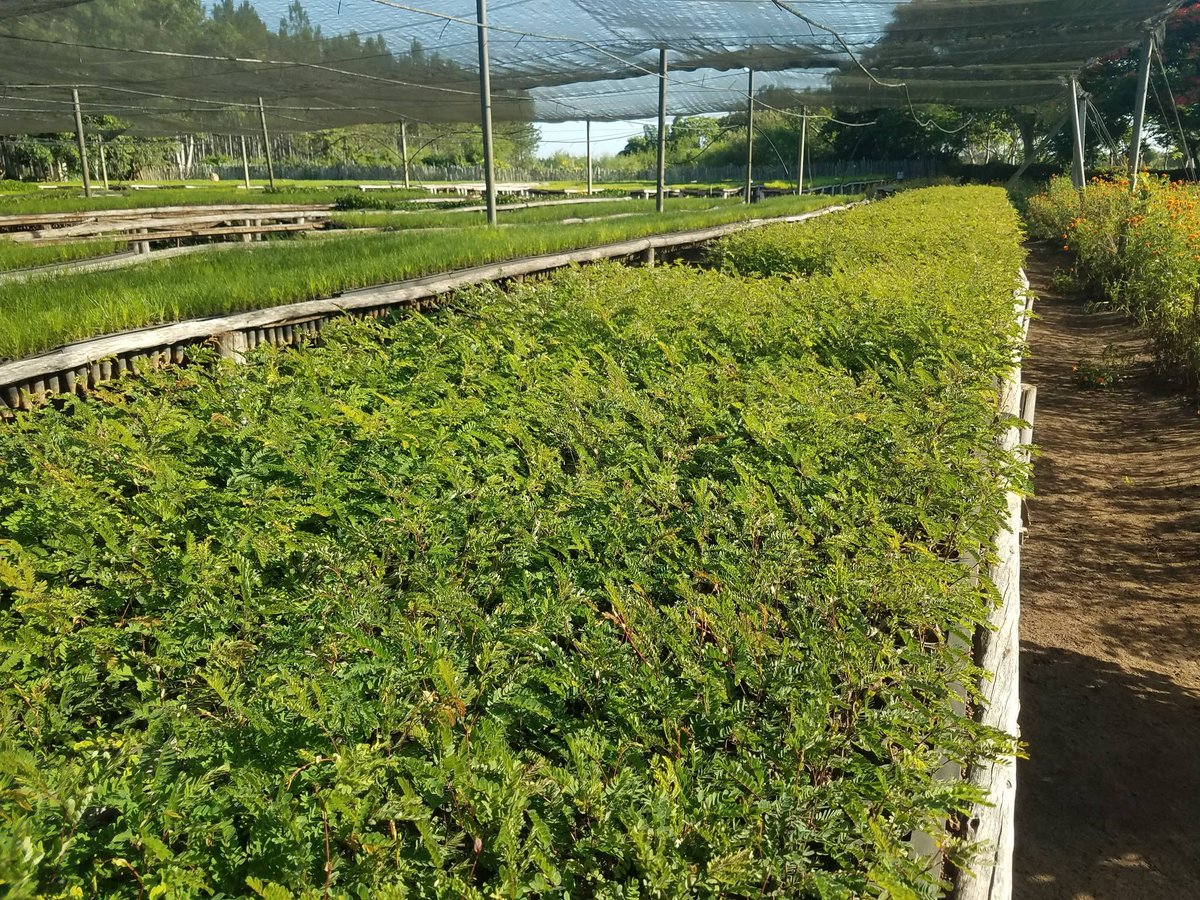 Agroforestal_VC's tweet photo. 🌱✨ En el #vivero Espinal las posturas esperan las lluvias 🌧️ para ser llevadas al campo y convertirse en futuros #bosques 🌳🌎. Paso esencial para garantizar vida, aire puro y sostenibilidad a las nuevas generaciones 🇨🇺💚
@Yadira_Forestal @Oramas65117274 @YdaelB @ihosvany57657 https://t.co/YzeBbkK4sV