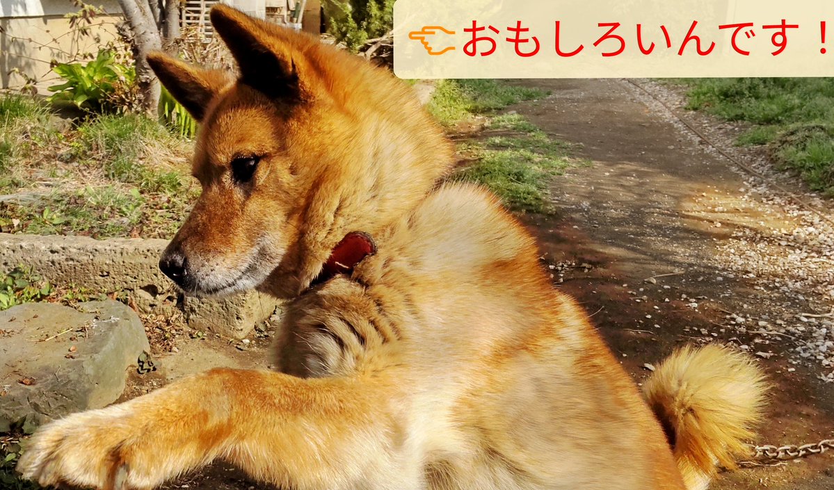 sin_yellow's tweet photo. うぉーーー！
高柳監督⚡頑張ってくださいーーー！！
⚡監督の麻雀も！
#高柳寛哉　#TEAM雷電　#BS10チャンピオンシップ https://t.co/zsCBng1tYq