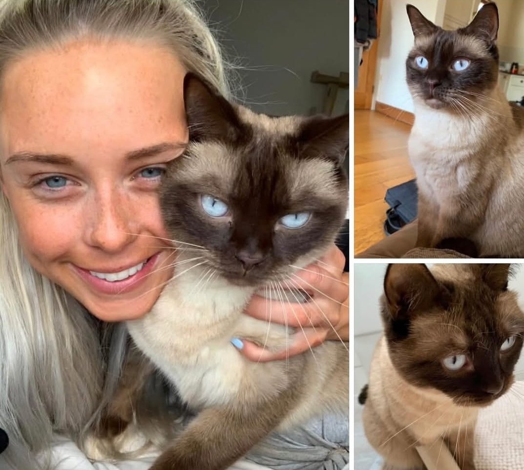 MissingPetsGB tweet picture