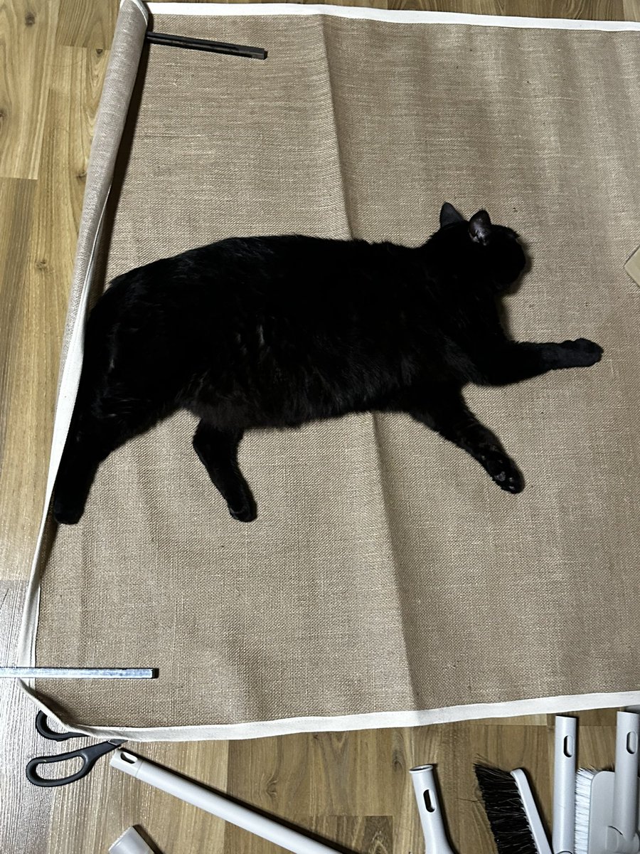 seroqel's tweet photo. 그림에서 걸어나온 고양이 https://t.co/tgtrnASGbv