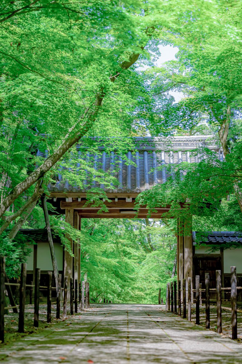 yuya0240's tweet photo. 朝の京都は人が少なくておすすめです https://t.co/0IRjfVfmPC