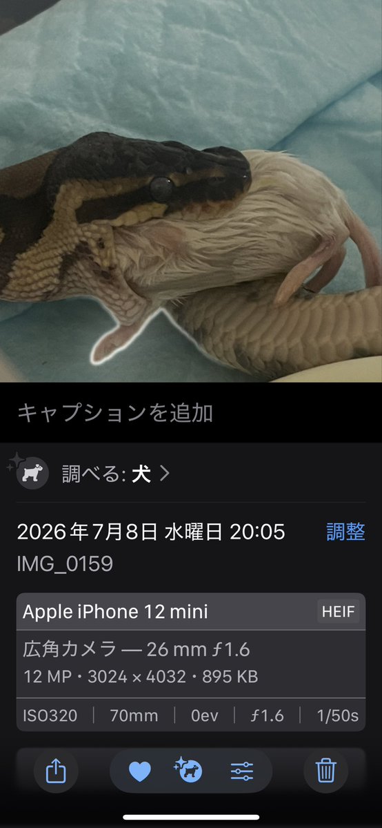 FroseGarden's tweet photo. ※ネズミ注意
くっそどうでもいい豆知識なんだけど、iPhoneはネズミを食ってるヘビを犬と認識します https://t.co/IvwY8kauHv