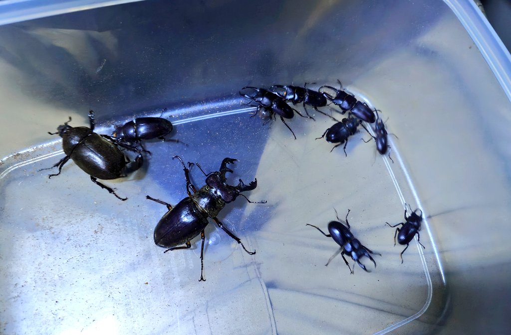 本日の成果 ミヤマペア ノコギリペア カブトムシメス コクワガタオス