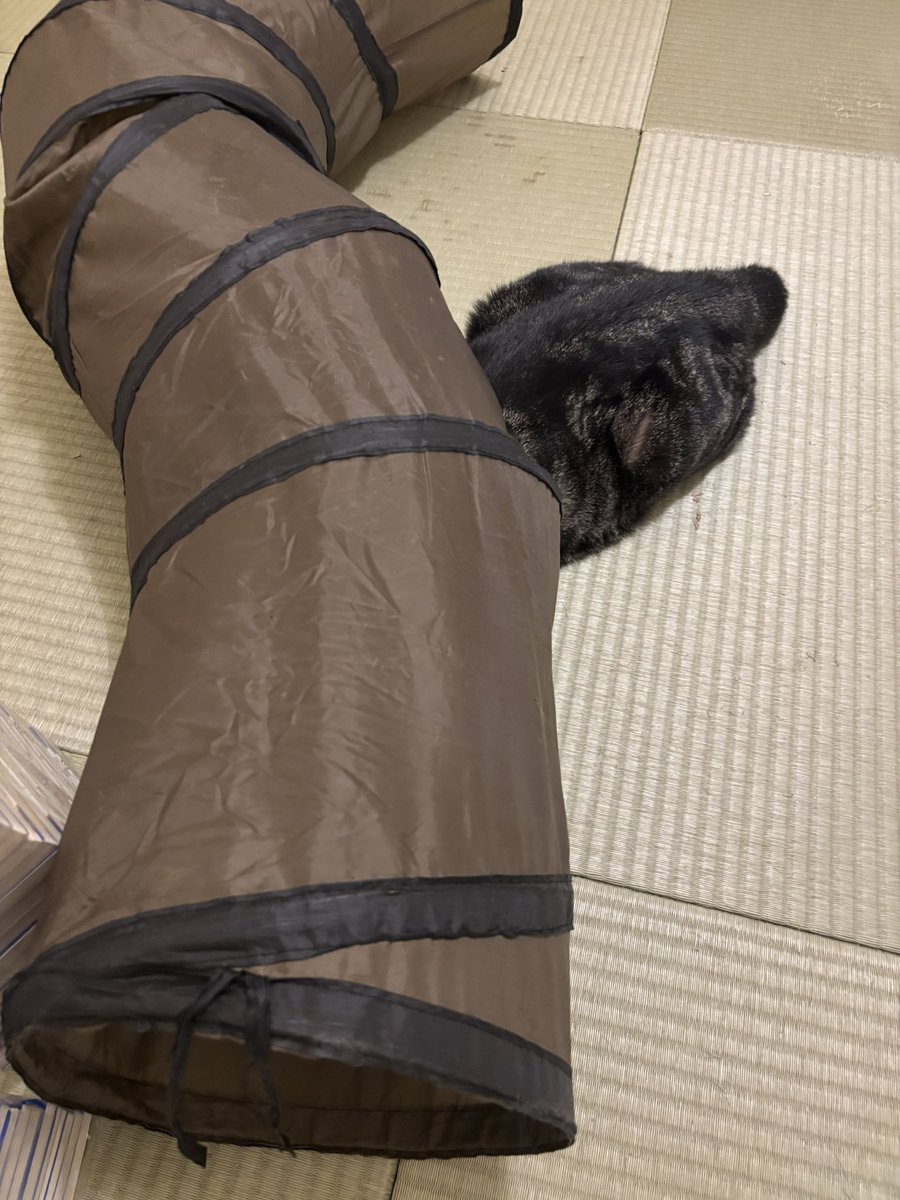 Qoosj0425's tweet photo. 謎の生き物w https://t.co/gbpGZGymMm