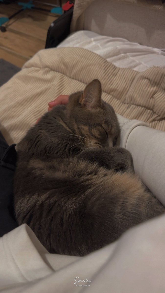 NailekL's tweet photo. J’suis anéanti… Tu es partie si vite, trop vite. Ta maladie est arrivée comme un coup de massue… J’espère que tu es maintenant en paix ma fifille… 
Qui va m’embêter pour un câlin quand je m’assois et quand je m’allonge ? Perdre un animal aussi attachant est horrible… https://t.co/KOR2A6I9Kx