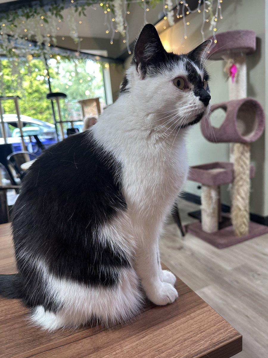 Pawsandclaws99's tweet photo. Patches ❤️#cats https://t.co/6HN0jrckOz