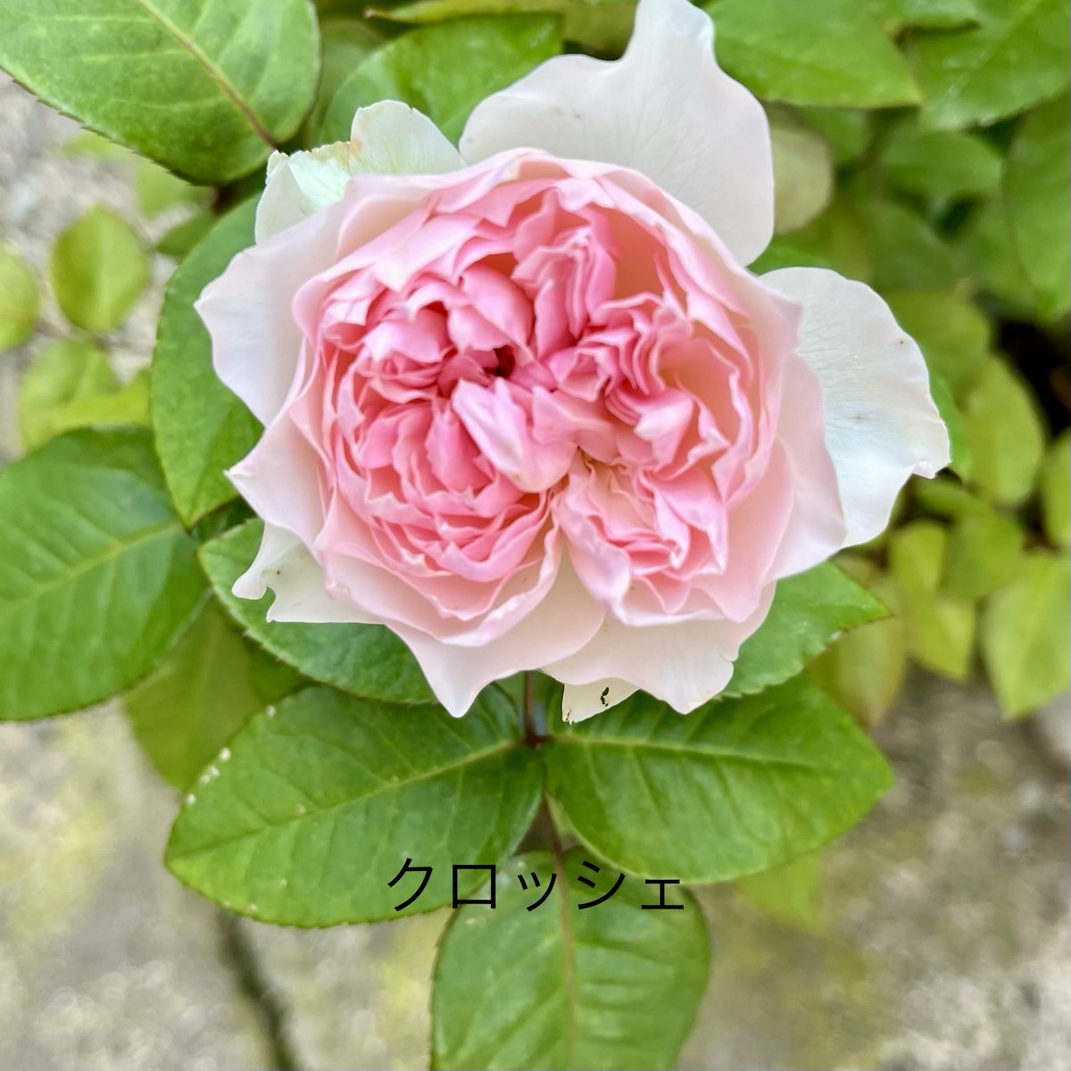roseblue1123's tweet photo. お疲れ様でした。やっと今年、まともに、咲いてくれたクロッシェ、春バラは、ワャでした。中々、難しい🤔🌹

𝘨𝘰𝘰𝘥 𝘯𝘪𝘨𝘩𝘵 💤💭 𓈒 𓂂𓏸 https://t.co/qdXGv4vpCB