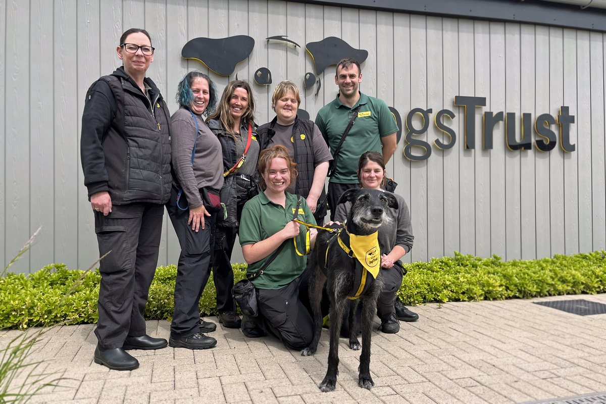 DT_Darlington's tweet photo. 💫Midweek boost time 💫
It's been one whole month since Lenny's adoption day 🥳
#DogsTrust #DogsTrustDarlington #LurcherLife #BestNews #MidweekMotivation #FoundAHome #AdoptDontShop https://t.co/6NagubZtz3