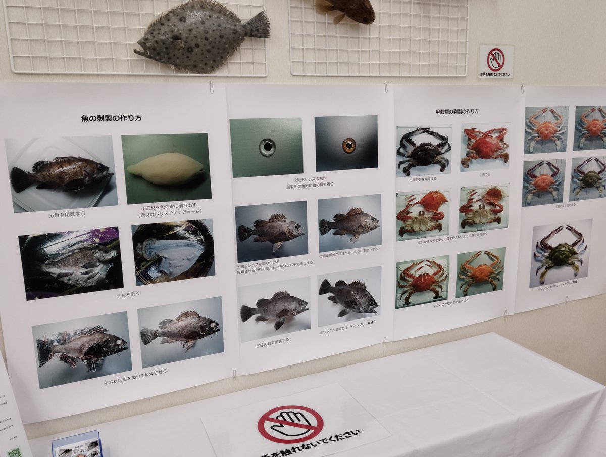 RickyPowerstone's tweet photo. 誠に光栄なことに「広島銀行 東尾道支店」様よりお声掛けいただき、作品を展示させていただく運びとなりました。
お近くにお住まいの方はお立ち寄りいただければ幸いです。

会期：2026年7月9日㈭～8月26日㈬
時間：月～金曜の9時～15時
（※11：30～12：30はお昼休憩のため一旦閉まります）

#剥製 https://t.co/XC7DXlletA