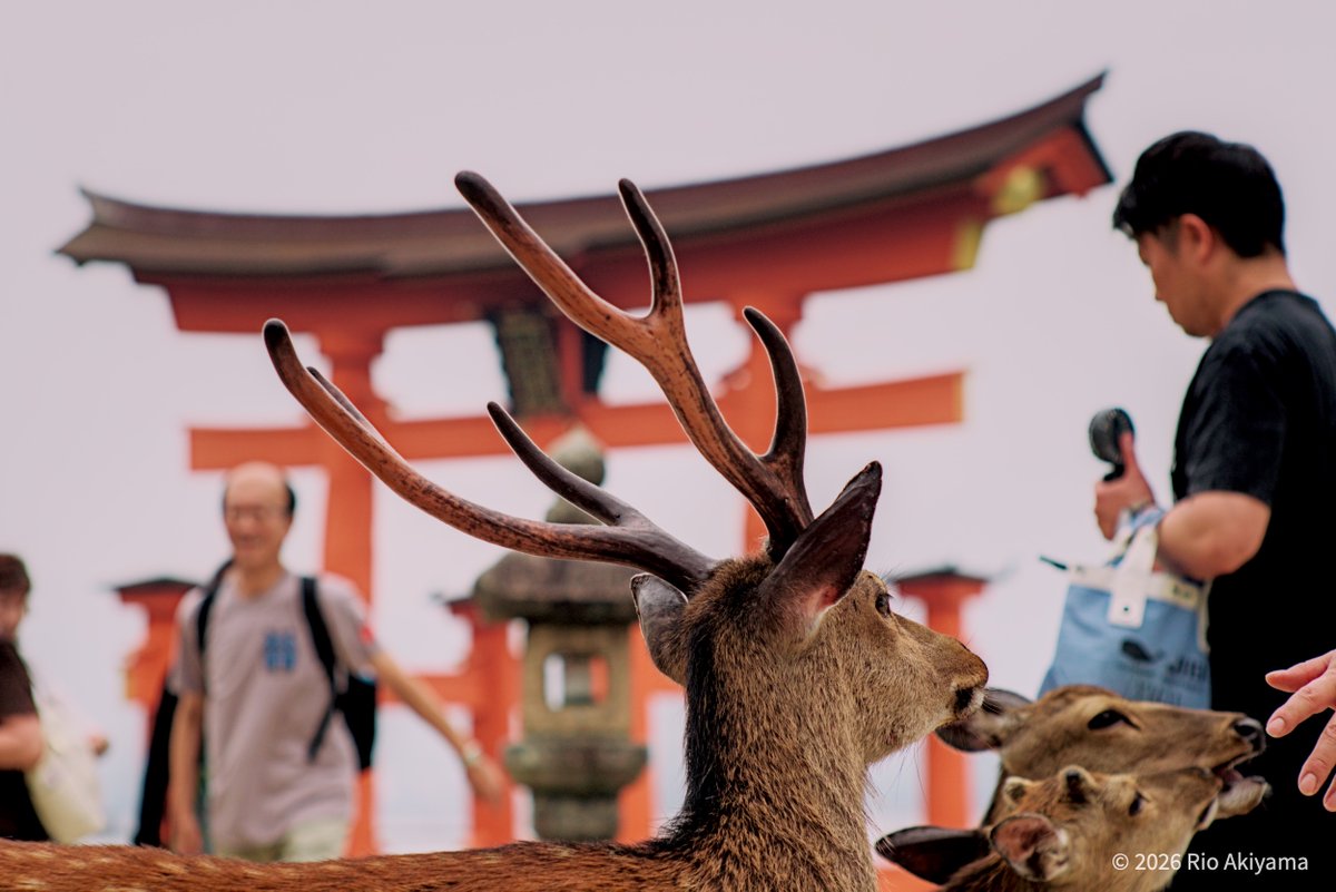 RIO_AKIYAMA's tweet photo. 宮島
-2026.7.7 広島県廿日市市
SONY α6400
LZOS MC JUPITER-9 85mm F2.0
#宮島 #厳島神社 #鹿
#JUPITER9 #オールドレンズ https://t.co/xC4793nfTo