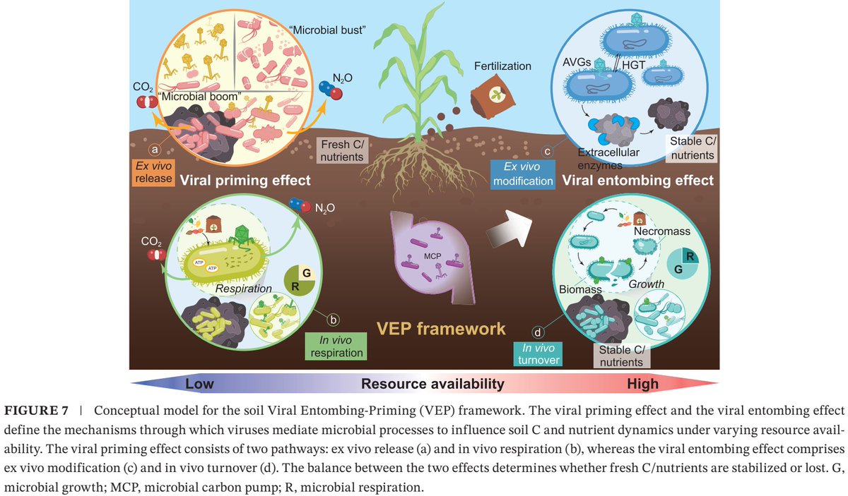 ykuzyakov's tweet photo. 💥Exciting in @GlobalChangeBio💥
Metabolic & Biogeochemical Consequences of #Viruses in Agricultural #Soils
https://t.co/6BiBYqrHff
Viral Entombing-Priming (VEP) framework suggested
#primingeffect #CarbonUseEfficiency #soilbacteria #MicrobialNecromass #Fertilisers #agriculture https://t.co/jl2wIUlAsi