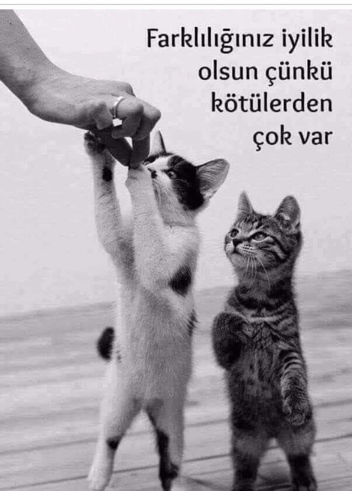 35metin62's tweet photo. https://t.co/fJ9TR0ClJ3